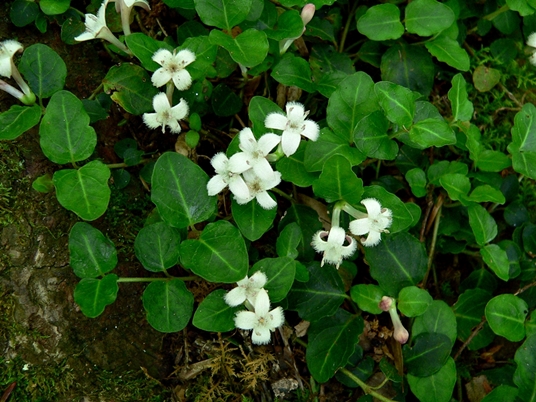 {Mitchella repens}